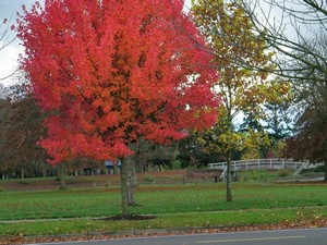 Albany, OR