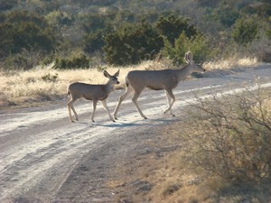 Fort Stockton, TX