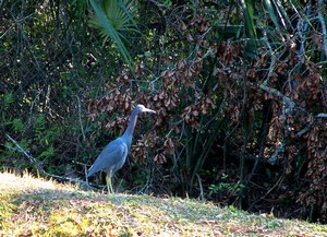 Gainesville, FL