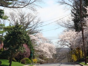 Great Neck, NY