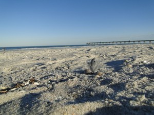 Jacksonville Beach, FL